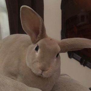 Meet your Posher, Aspen